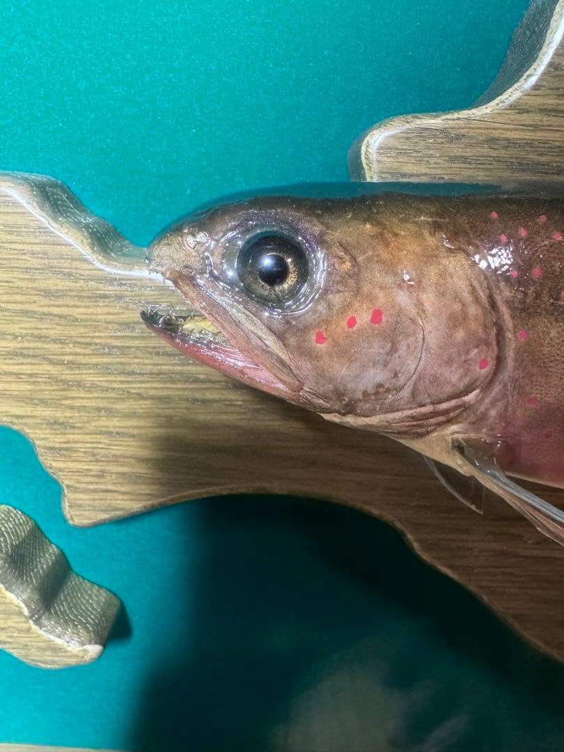 オショロコマ 剥製 重量物 高級 額縁 木製