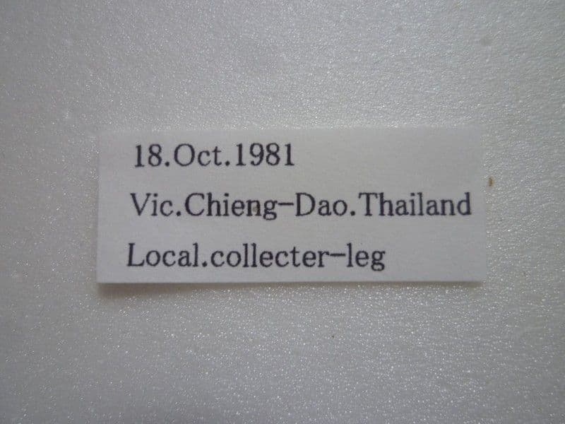 【外国産蝶標本】シボリアゲハ♂/タイ.チェンダオ産/96mm