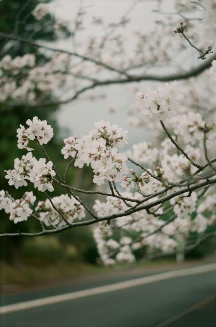 ドイツ製◎Zeiss Ikon Symbolica フィルムカメラ 作例あり