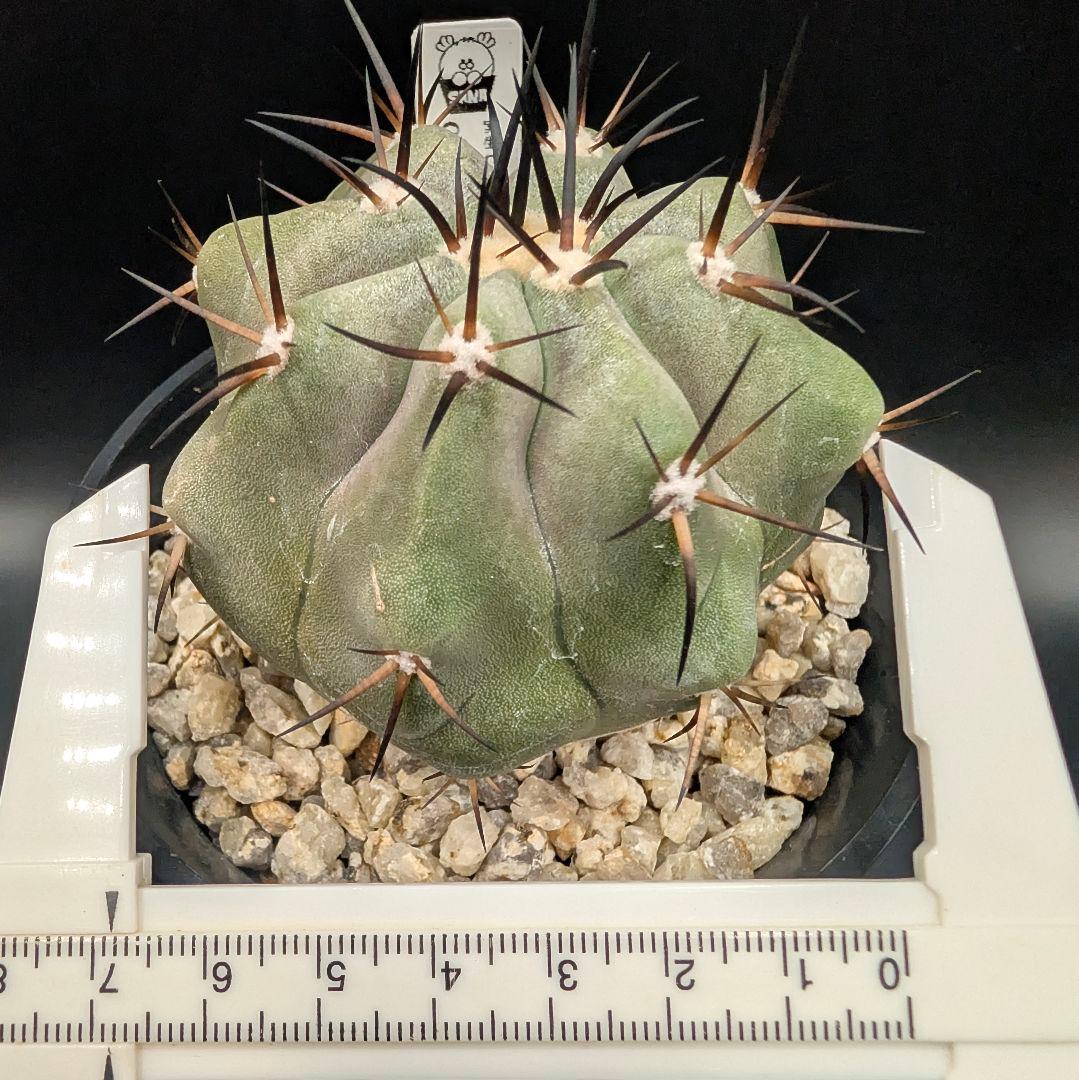 1*o様 コピアポア 黒王丸 国内実生 鉢植え メルカリ便送料込み