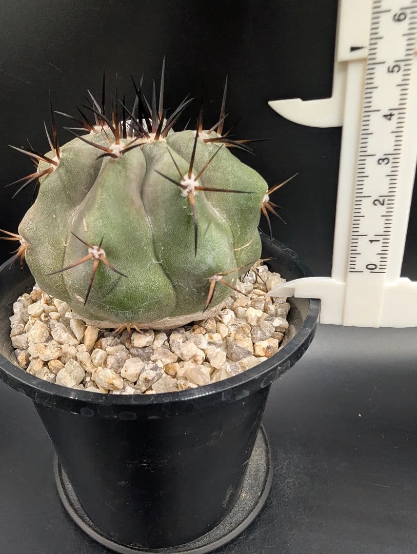 1*o様 コピアポア 黒王丸 国内実生 鉢植え メルカリ便送料込み