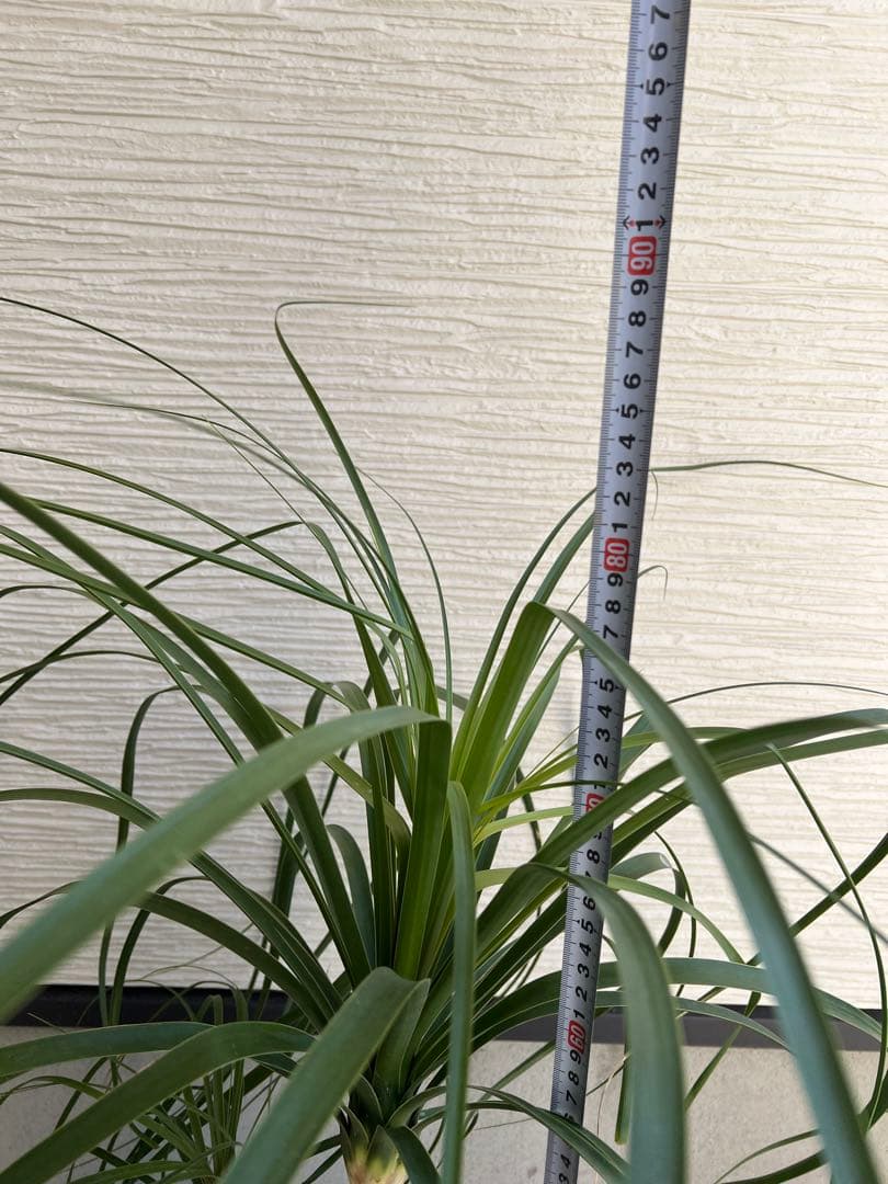 【タイムセール】ボーカルネア・レクルバータ / ノリナ トックリラン 大株 希少