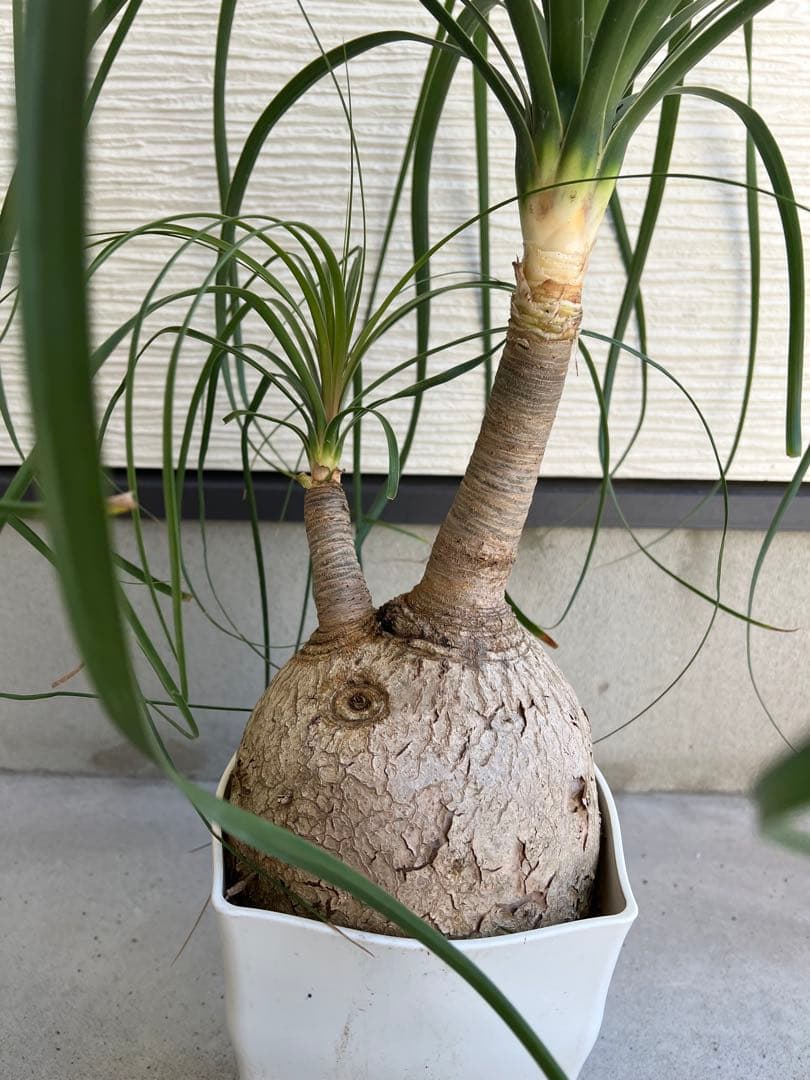 【タイムセール】ボーカルネア・レクルバータ / ノリナ トックリラン 大株 希少