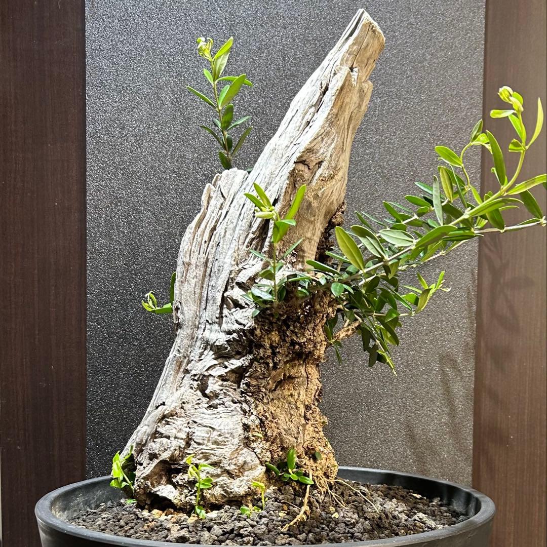 【希少超大株】オリーブ古木 鉢直径40㌢ 盆栽風仕立 塊根 発根済 珍奇植物