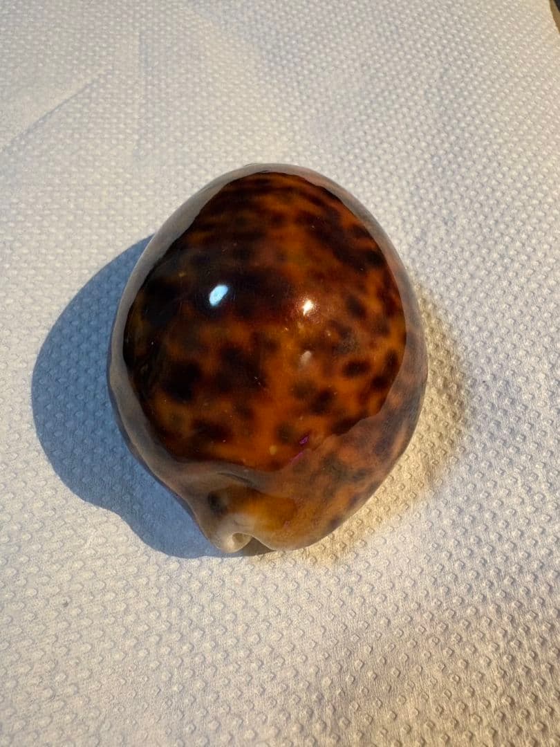 タカラガイ 貝殻 \"Tigris Rusty” タイガーパータン