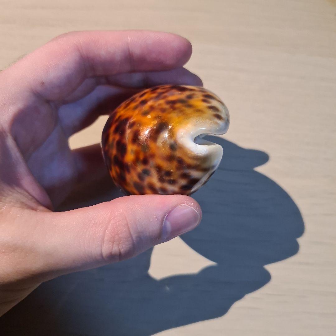 タカラガイ 貝殻 \"Tigris Rusty” タイガーパータン