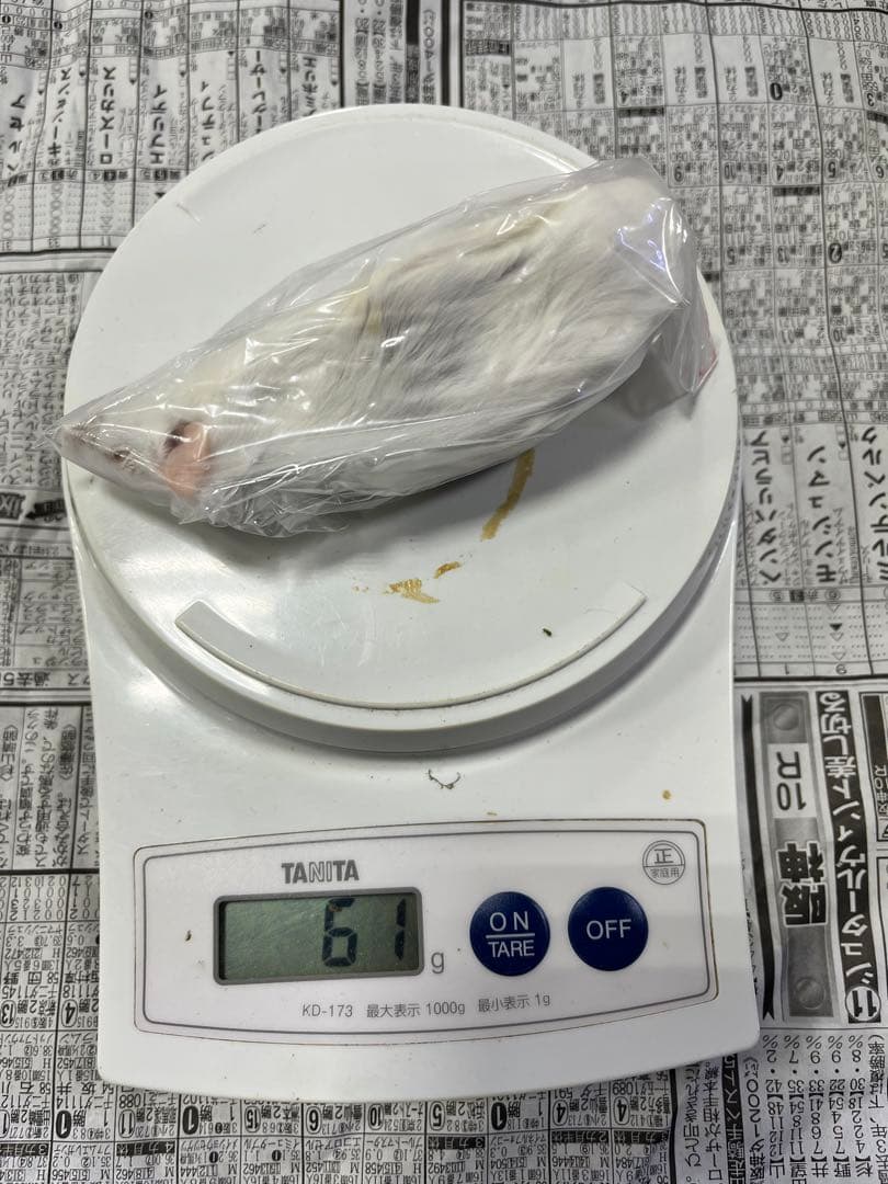 冷凍マウス　リタイア