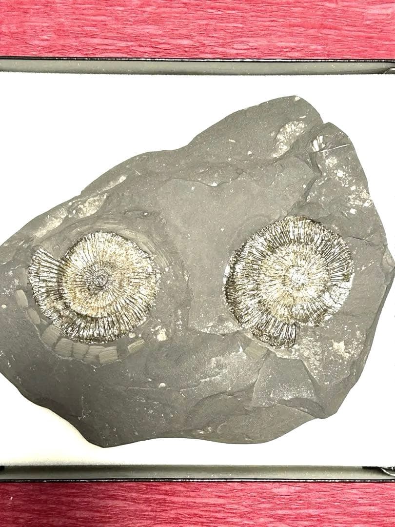 新品1億8000万年前アンモナイト化石2点　ドイツホルツマーデンハウフ化石博物館