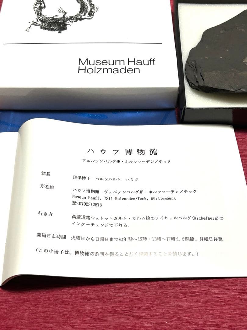 新品1億8000万年前アンモナイト化石2点　ドイツホルツマーデンハウフ化石博物館