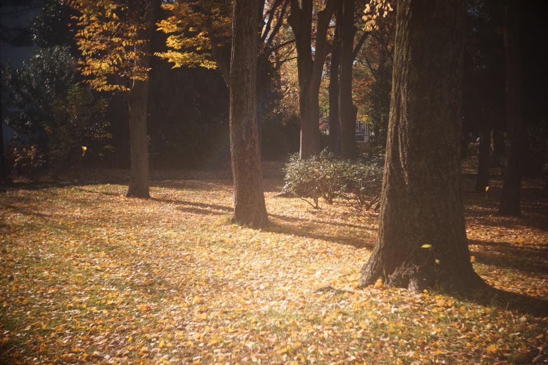 限界値下げ！Som Berthiot Cinor 50mm f3.5 M改 銘玉