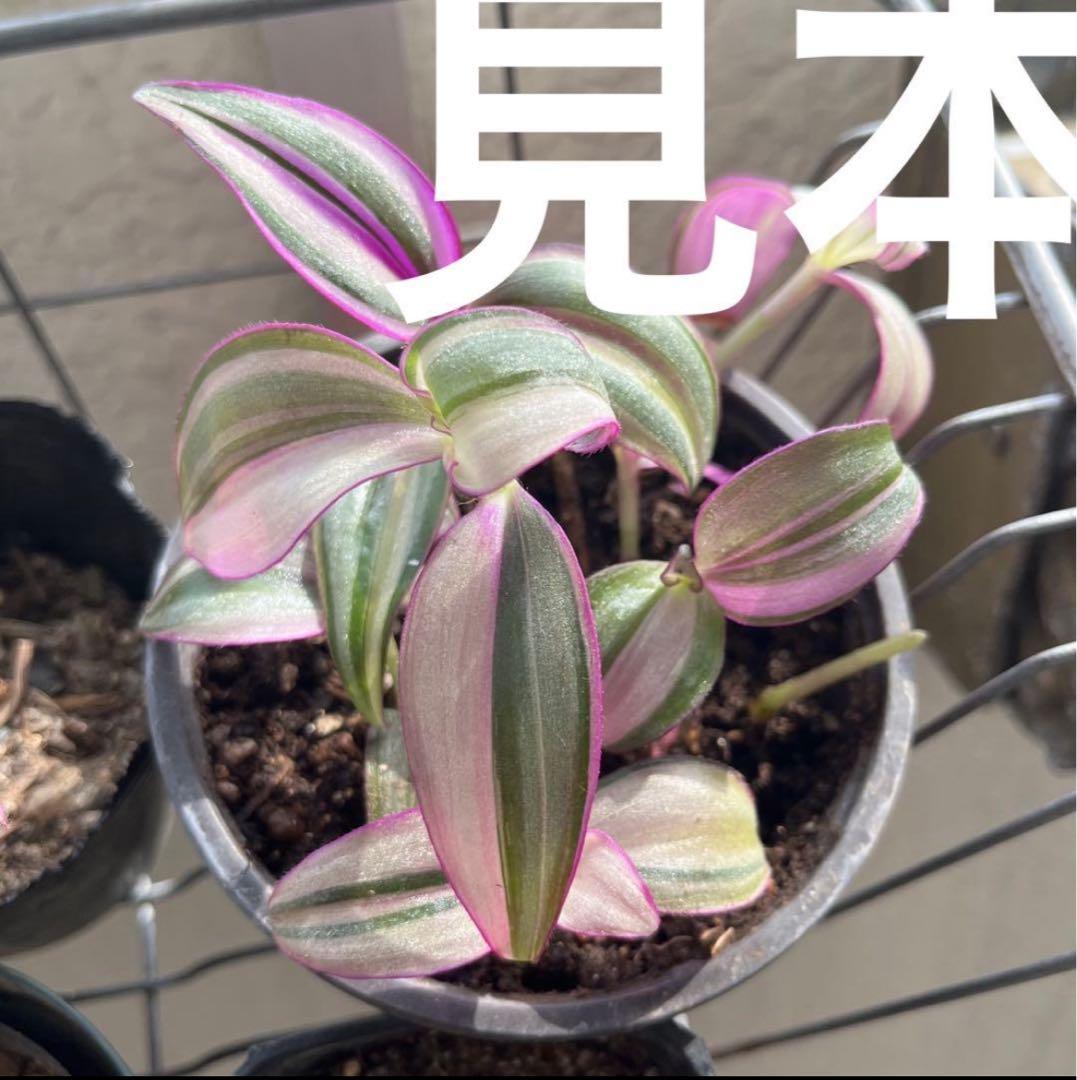 観葉植物　トラディスカンチア　クオーダリー　トラディスカンティア