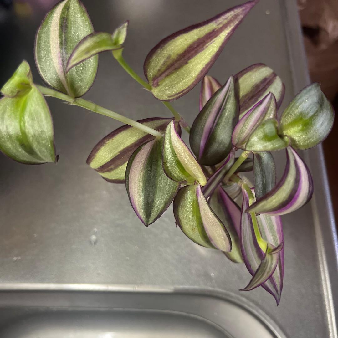 観葉植物　トラディスカンチア　クオーダリー　トラディスカンティア