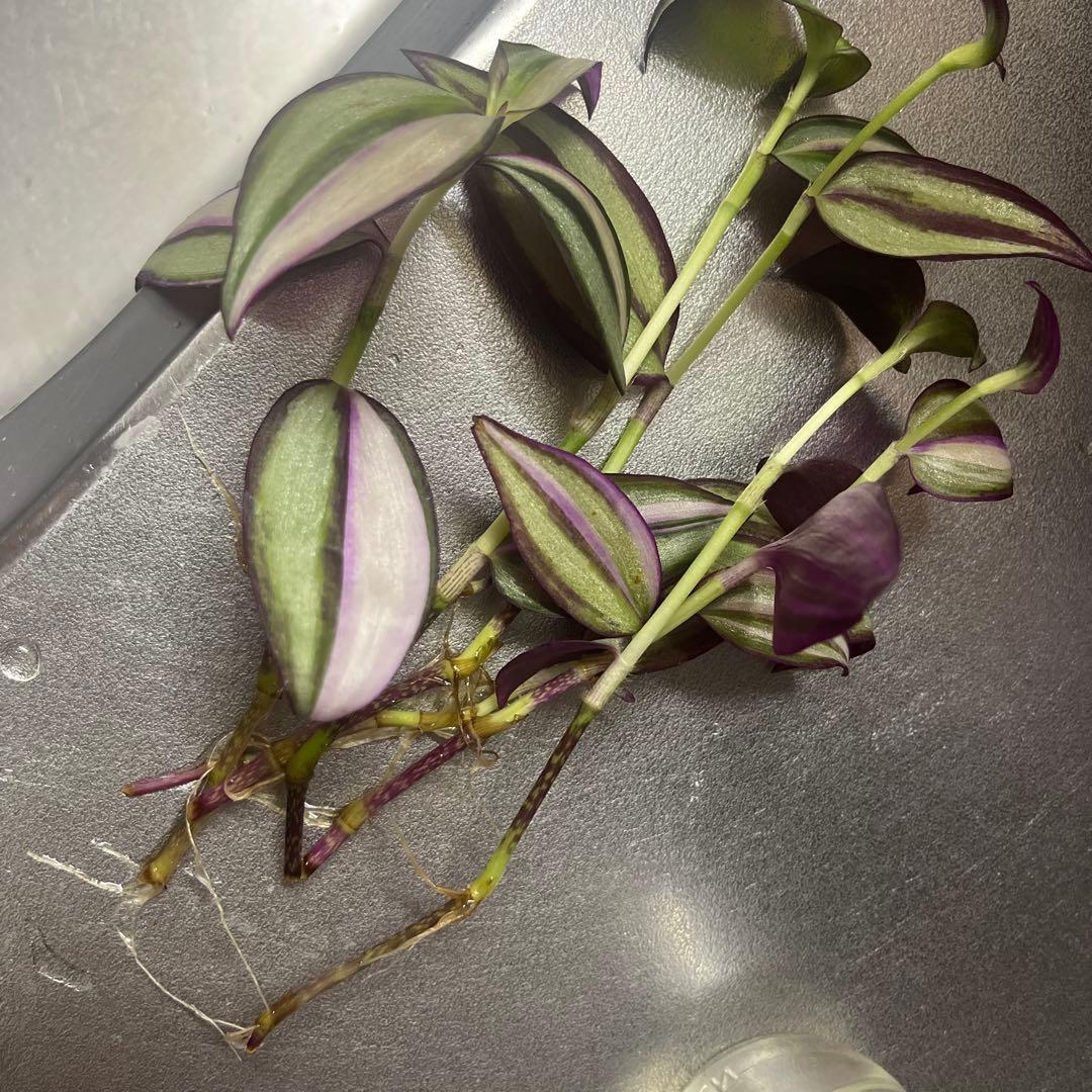 観葉植物　トラディスカンチア　クオーダリー　トラディスカンティア