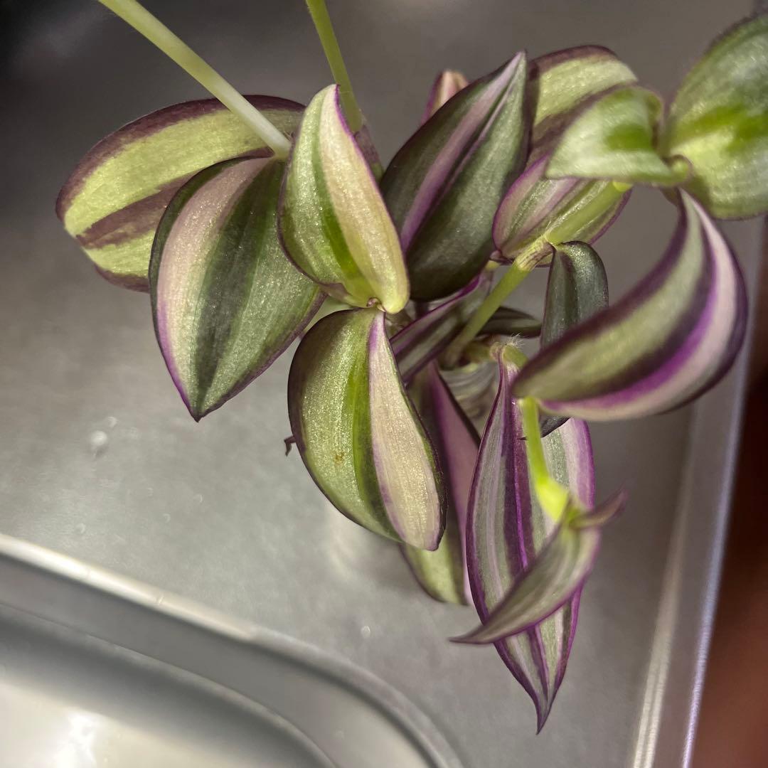 観葉植物　トラディスカンチア　クオーダリー　トラディスカンティア