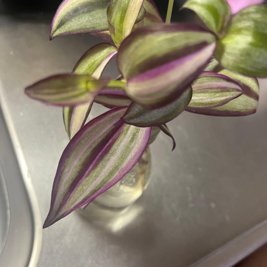 観葉植物　トラディスカンチア　クオーダリー　トラディスカンティア