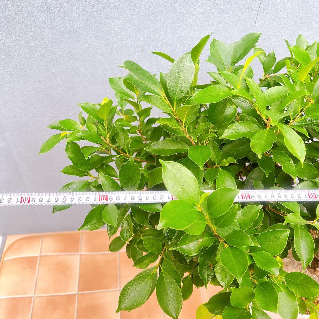 現品　ガジュマル　尖閣ガジュマル　センカクガジュマル　古木　観葉植物　インテリア