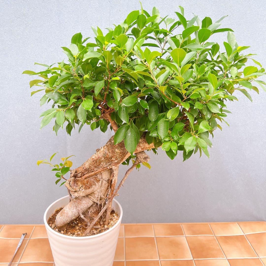 現品　ガジュマル　尖閣ガジュマル　センカクガジュマル　古木　観葉植物　インテリア