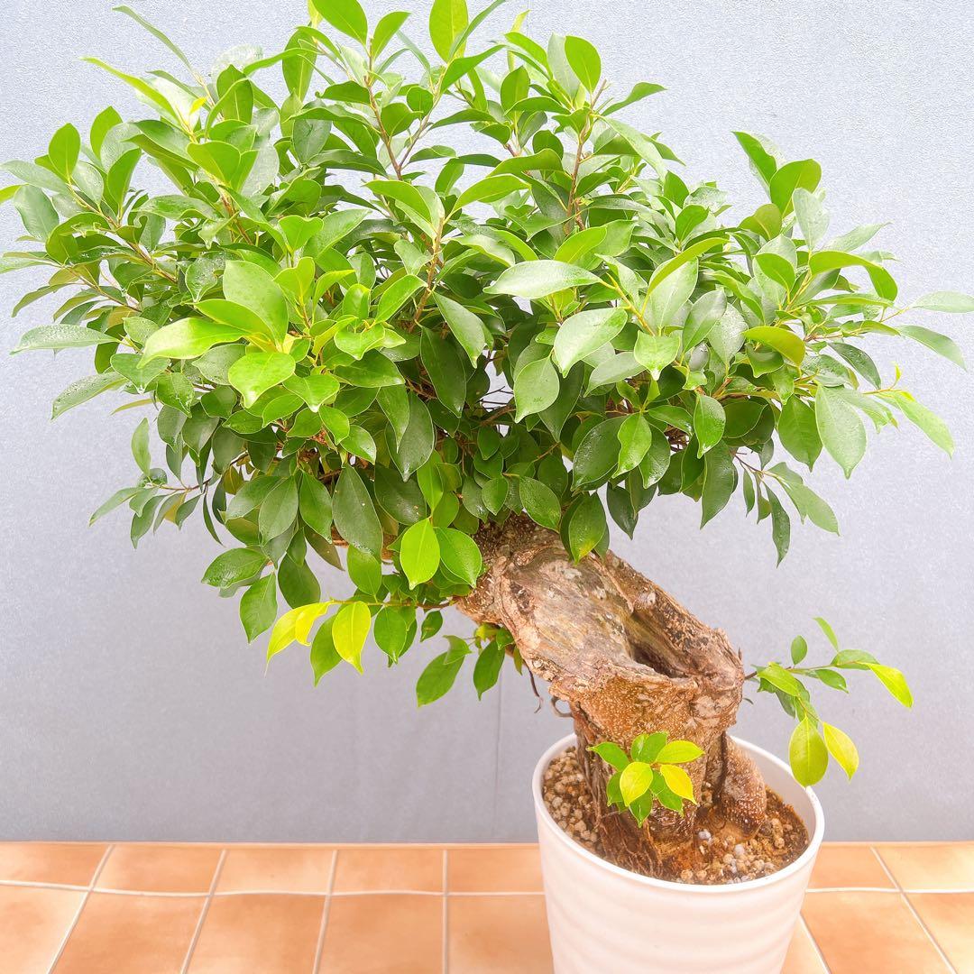 現品　ガジュマル　尖閣ガジュマル　センカクガジュマル　古木　観葉植物　インテリア
