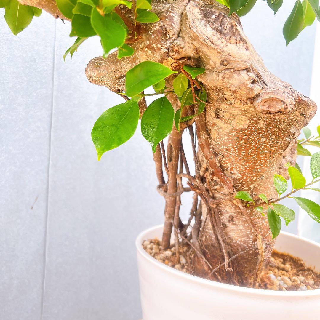 現品　ガジュマル　尖閣ガジュマル　センカクガジュマル　古木　観葉植物　インテリア