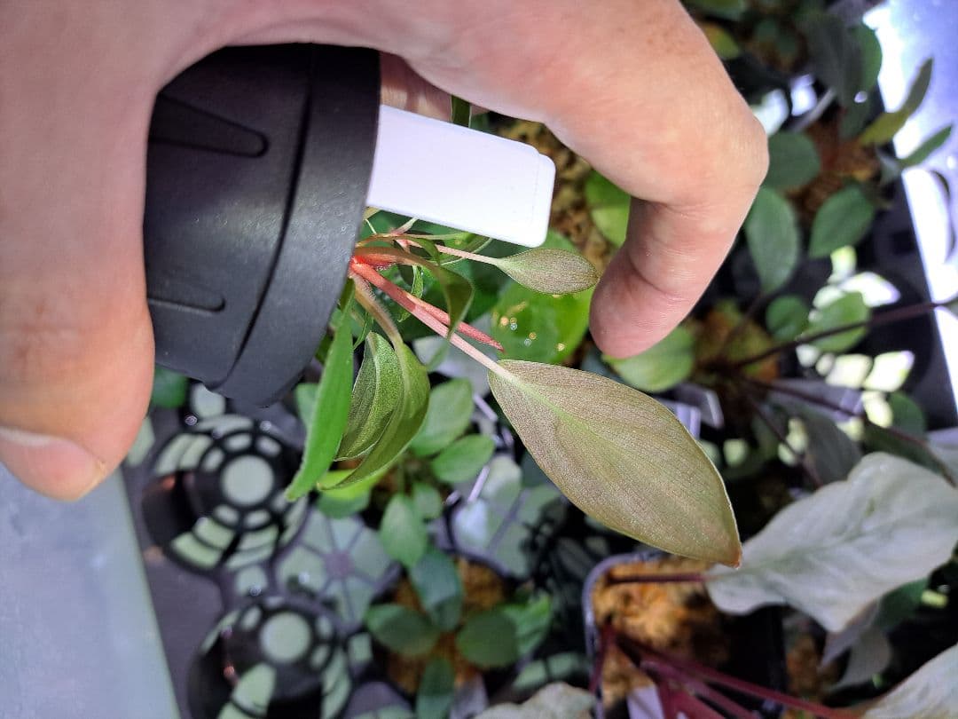 Homalomena sp. Riau Sumatera TK0425-1　赤