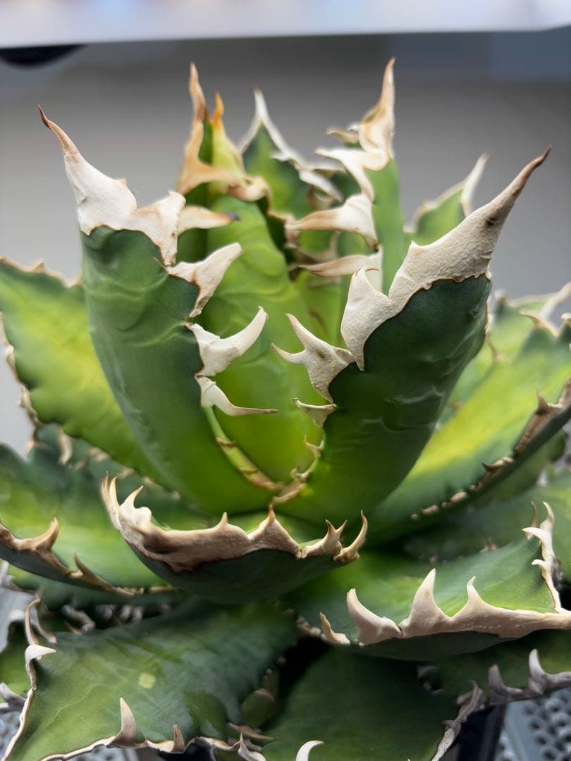 アガベ　チタノタ　レッドキャッドウィーズル　赤猫　ゴリ猫　コレクション