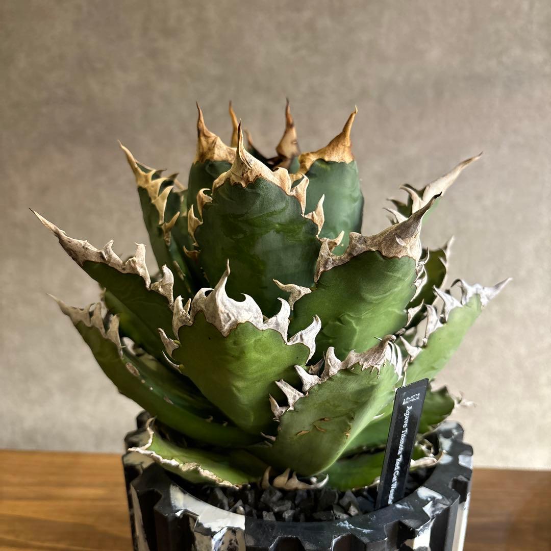 アガベ　チタノタ　レッドキャッドウィーズル　赤猫　ゴリ猫　コレクション