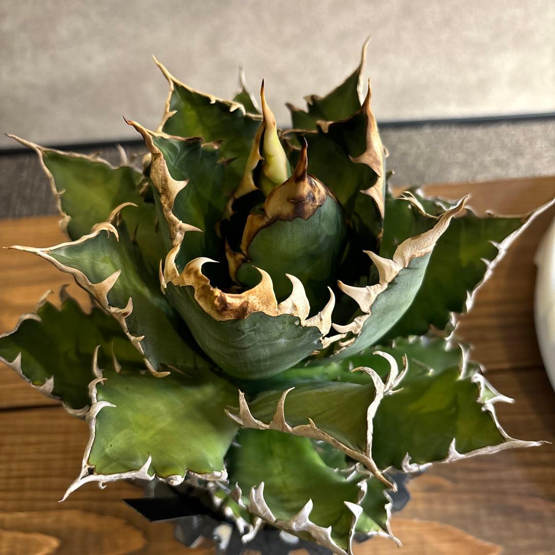 アガベ　チタノタ　レッドキャッドウィーズル　赤猫　ゴリ猫　コレクション