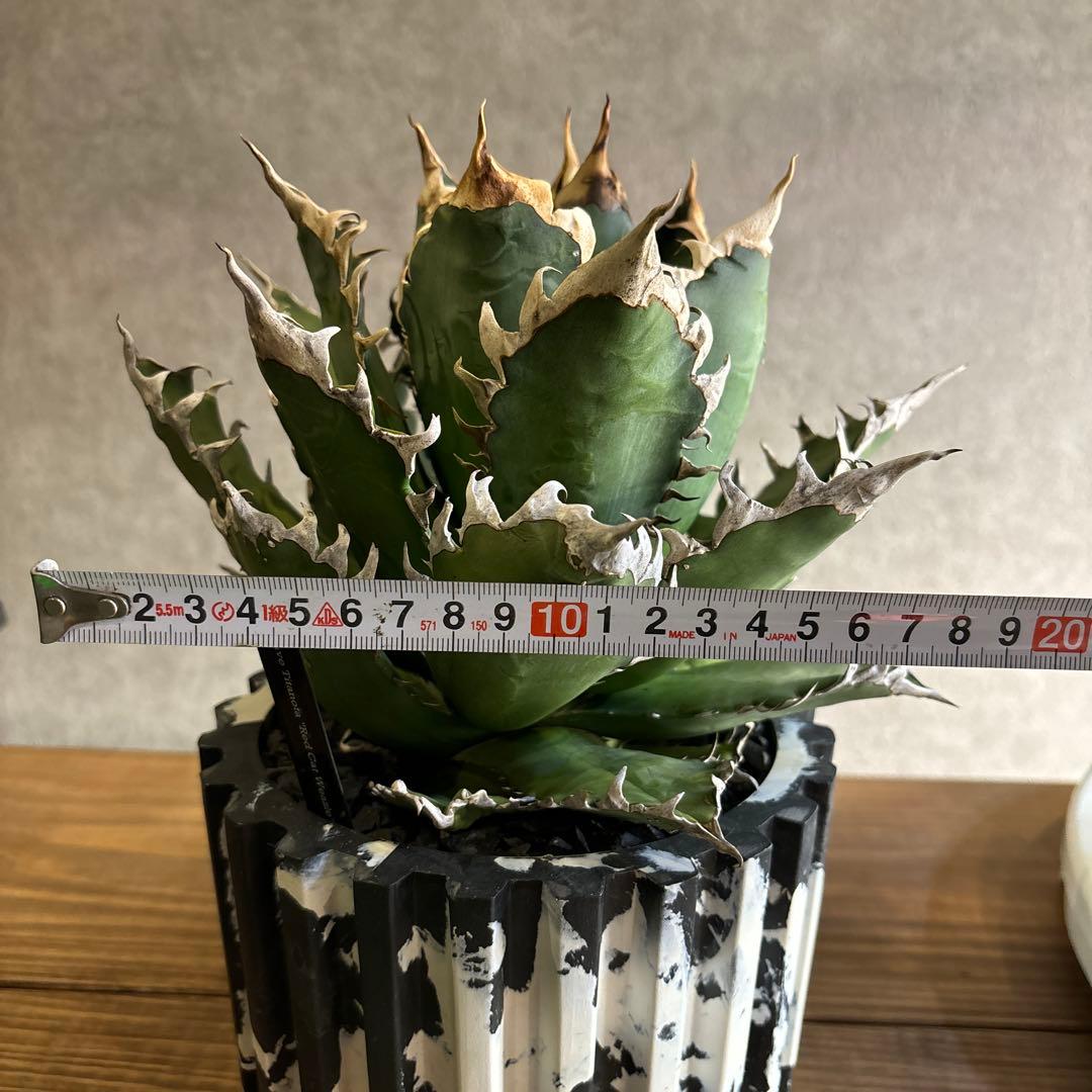 アガベ　チタノタ　レッドキャッドウィーズル　赤猫　ゴリ猫　コレクション