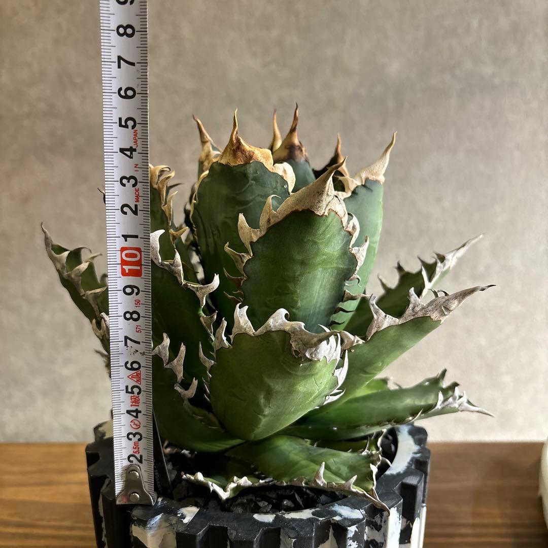 アガベ　チタノタ　レッドキャッドウィーズル　赤猫　ゴリ猫　コレクション