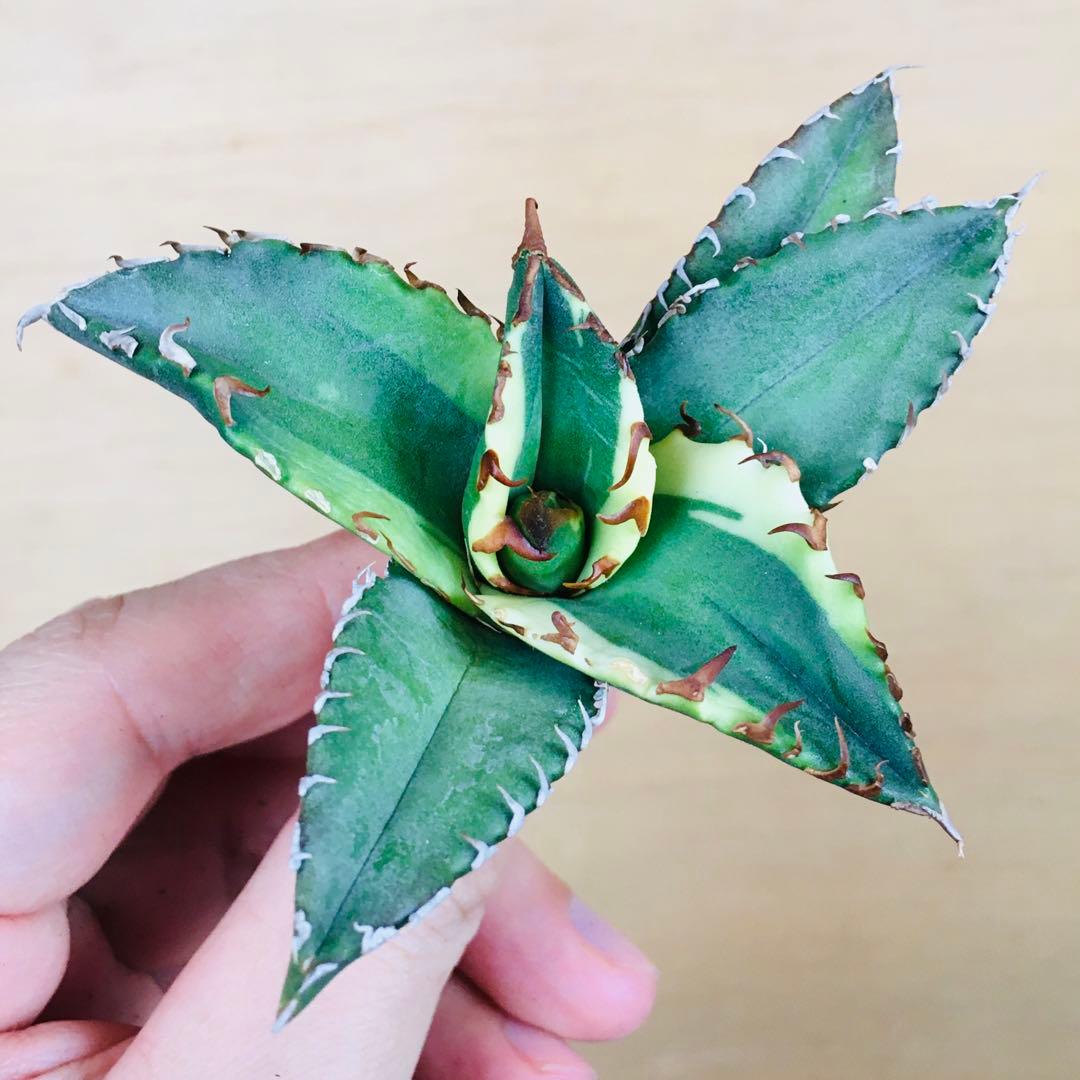 【稀少】1 老白鯨錦 黄覆輪斑 ソーラーエクリプス TC株 アガベ チタノタ錦