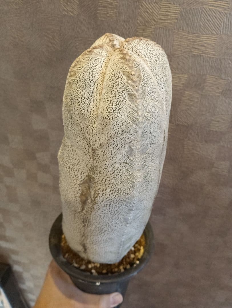 厳選 特大 特白 オールド 恩塚ランポー