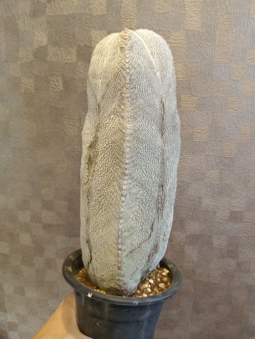 厳選 特大 特白 オールド 恩塚ランポー