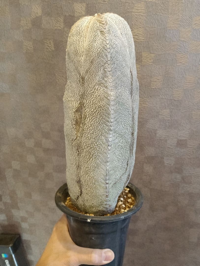 厳選 特大 特白 オールド 恩塚ランポー