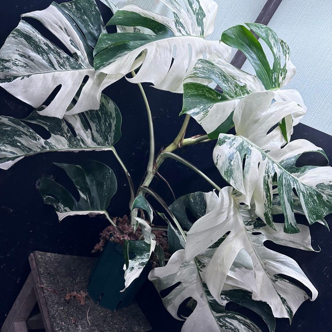 斑入りモンステラ ホワイトタイガー極美大株74cm白斑多