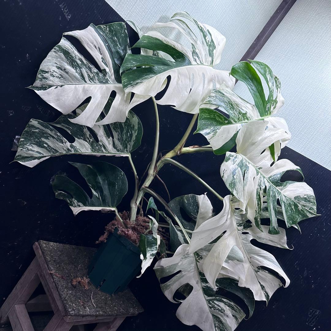 斑入りモンステラ ホワイトタイガー極美大株74cm白斑多