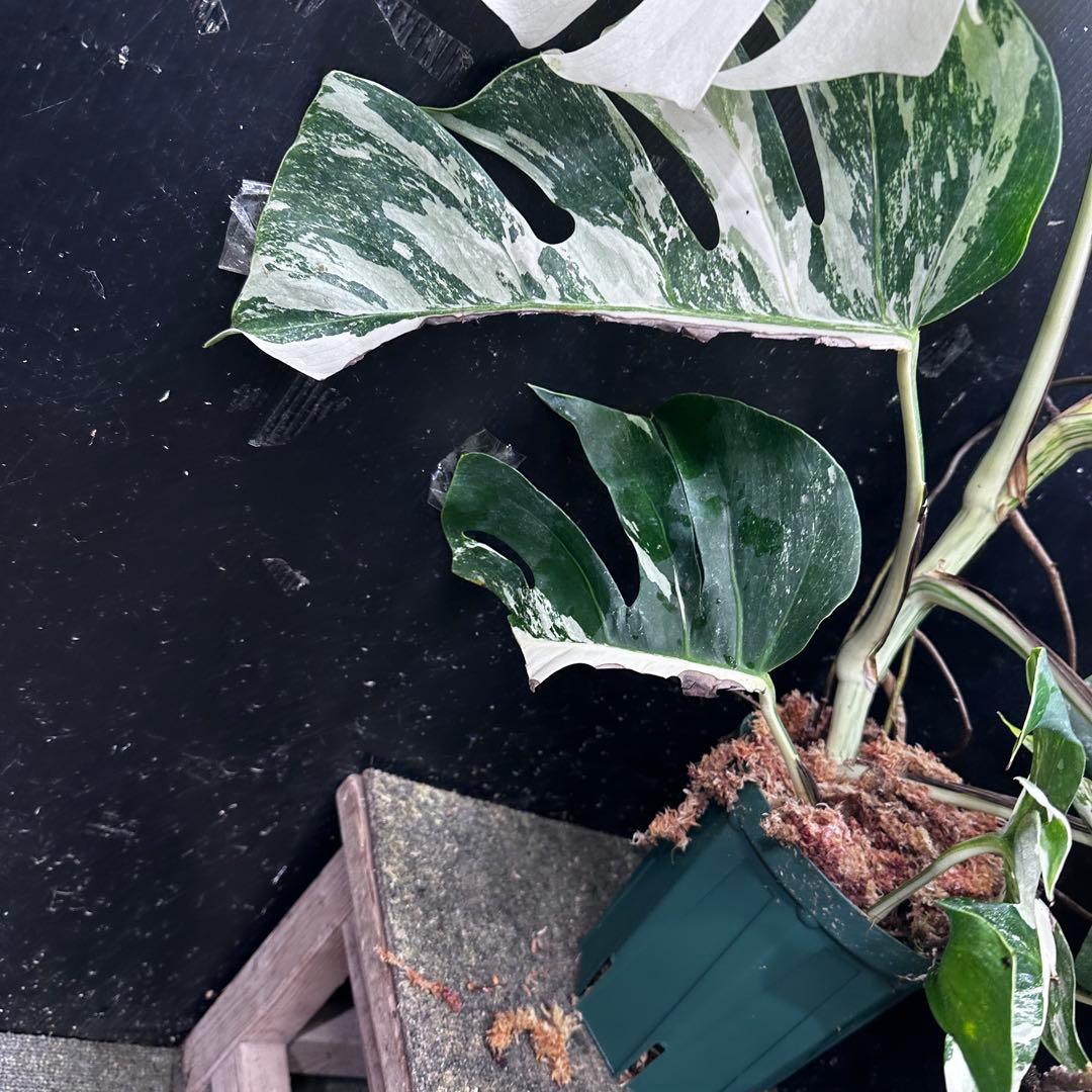 斑入りモンステラ ホワイトタイガー極美大株74cm白斑多