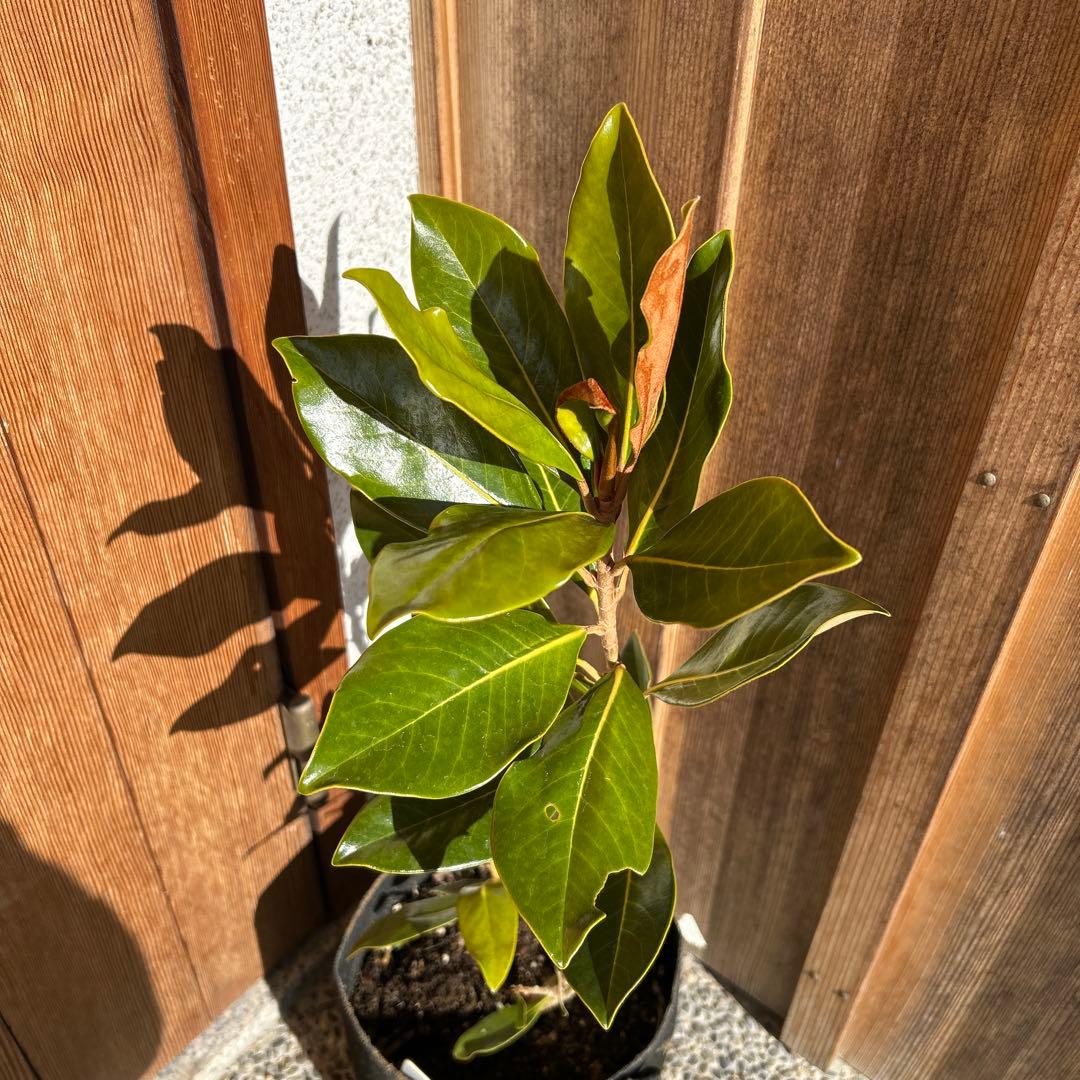 s*.様 常緑樹　リトルジェム