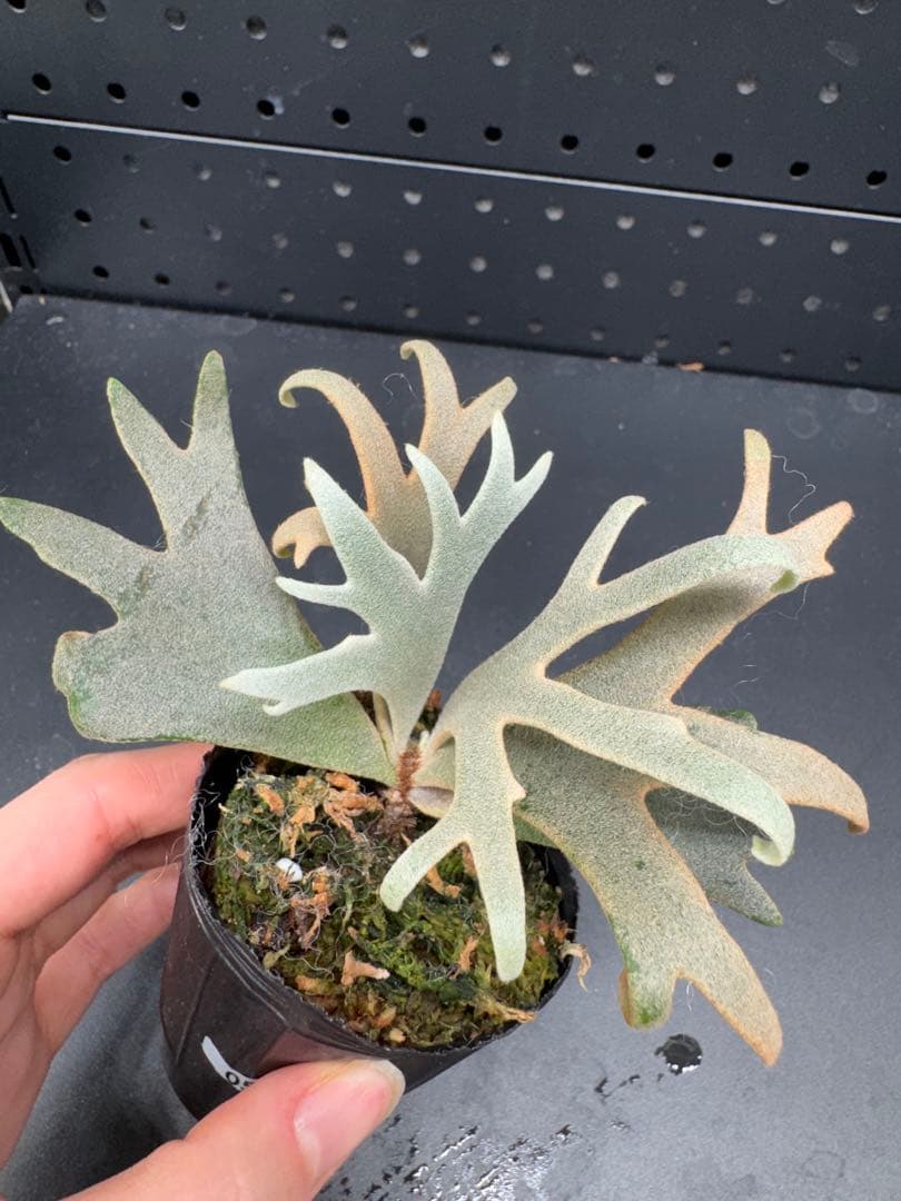 ビカクシダYMDS Totoro HHRナーセリータグ付け #057