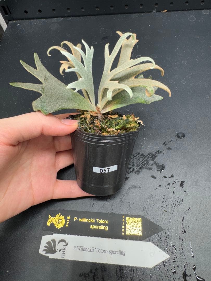 ビカクシダYMDS Totoro HHRナーセリータグ付け #057