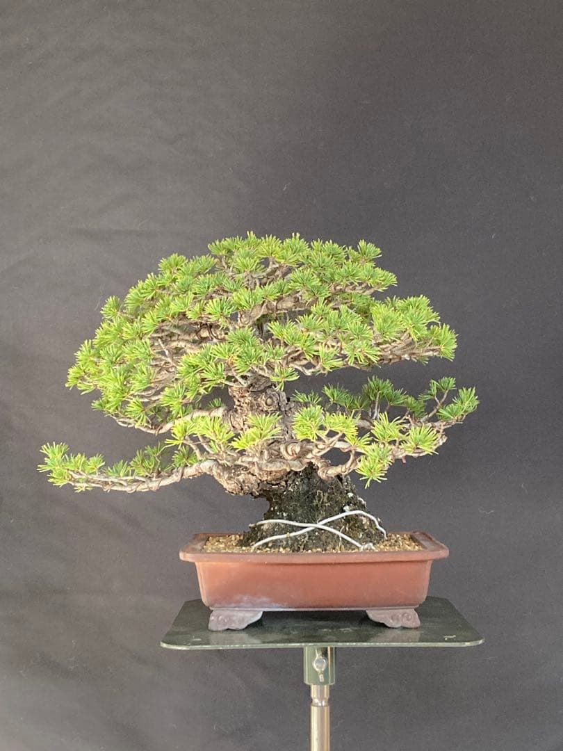 盆栽 小品 五葉松 瑞祥 極太