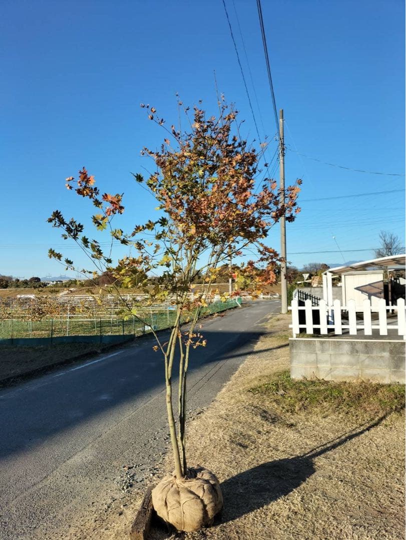 コハウチワカエデ 株立ち 4本立ち 自然樹形