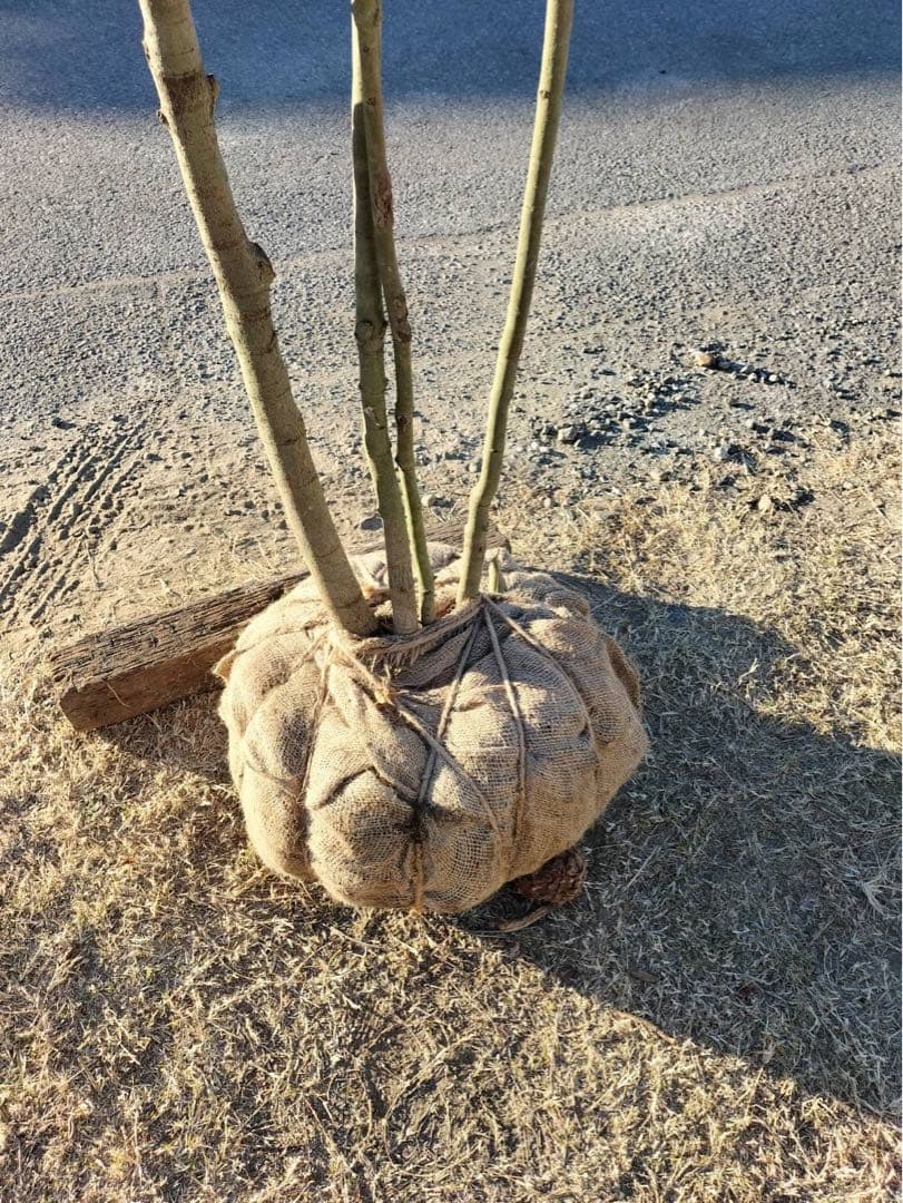コハウチワカエデ 株立ち 4本立ち 自然樹形