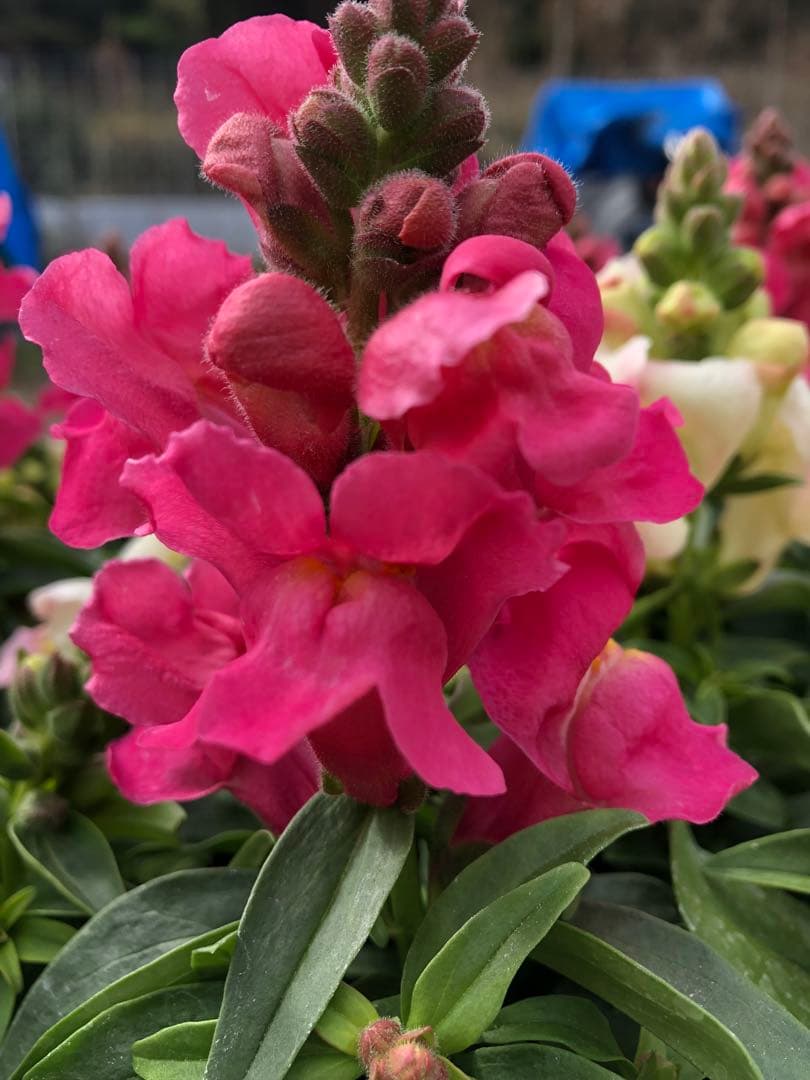 金魚草3本仕立て　3.5寸苗