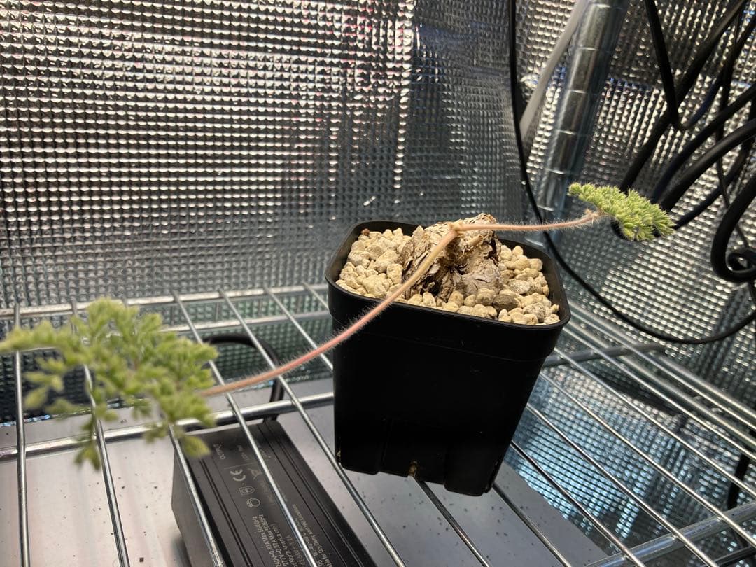 ペラルゴニウム　トリステ