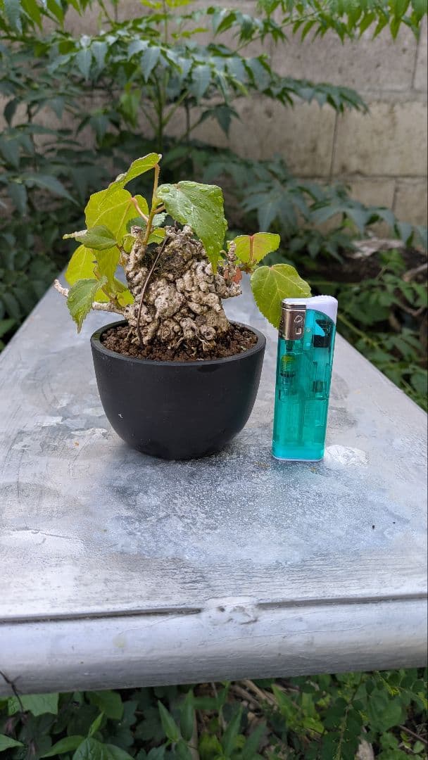 オオハマボウ　小品