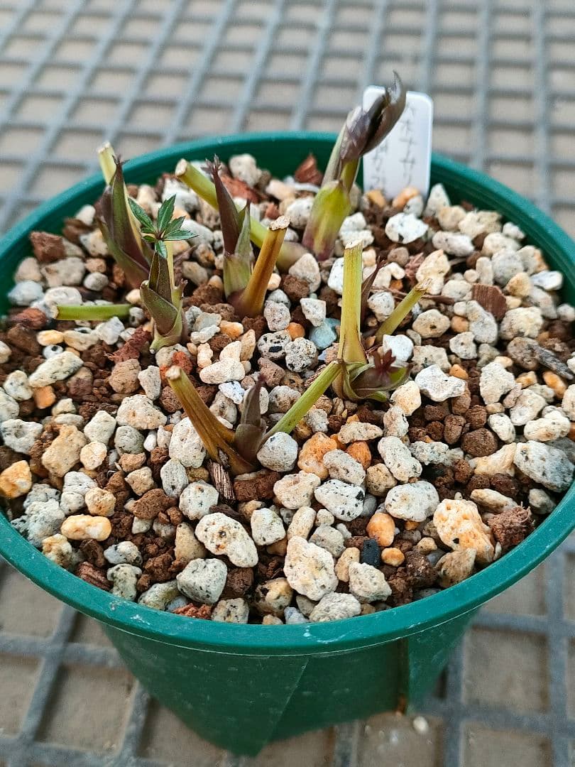 クリスマスローズ　苗