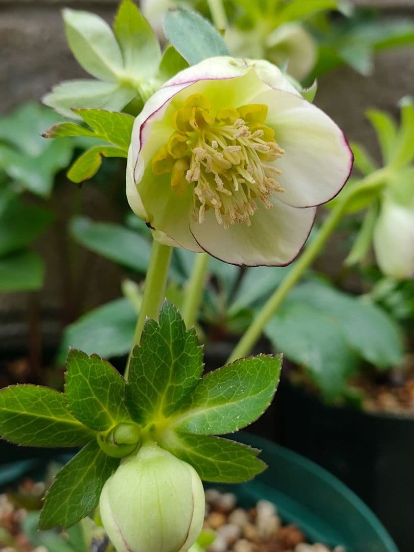 クリスマスローズ　苗