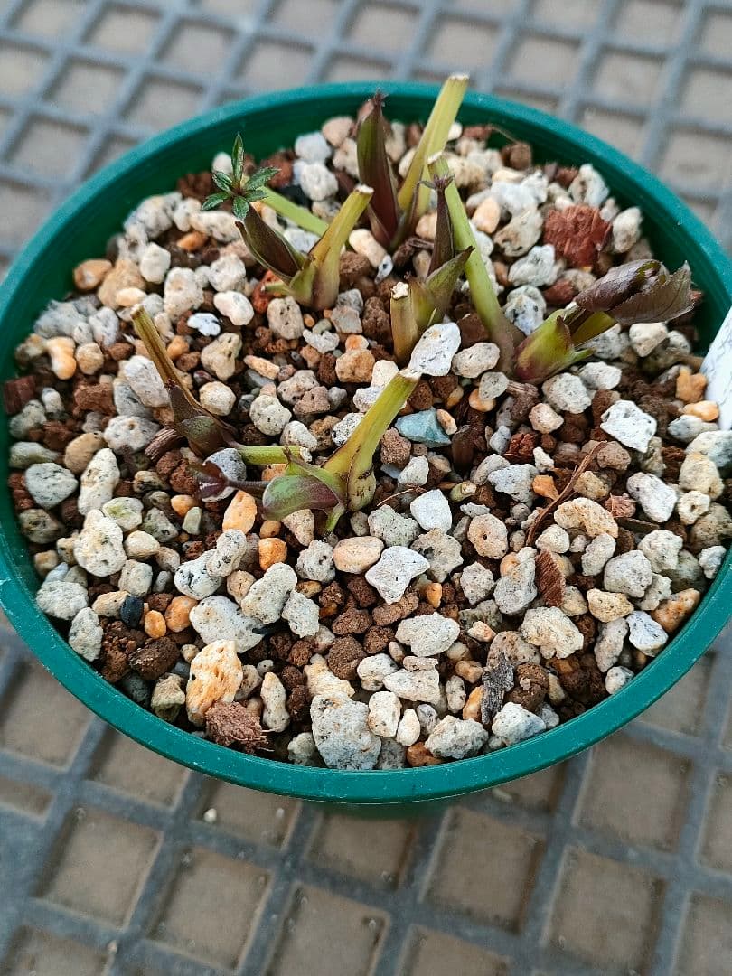 クリスマスローズ　苗