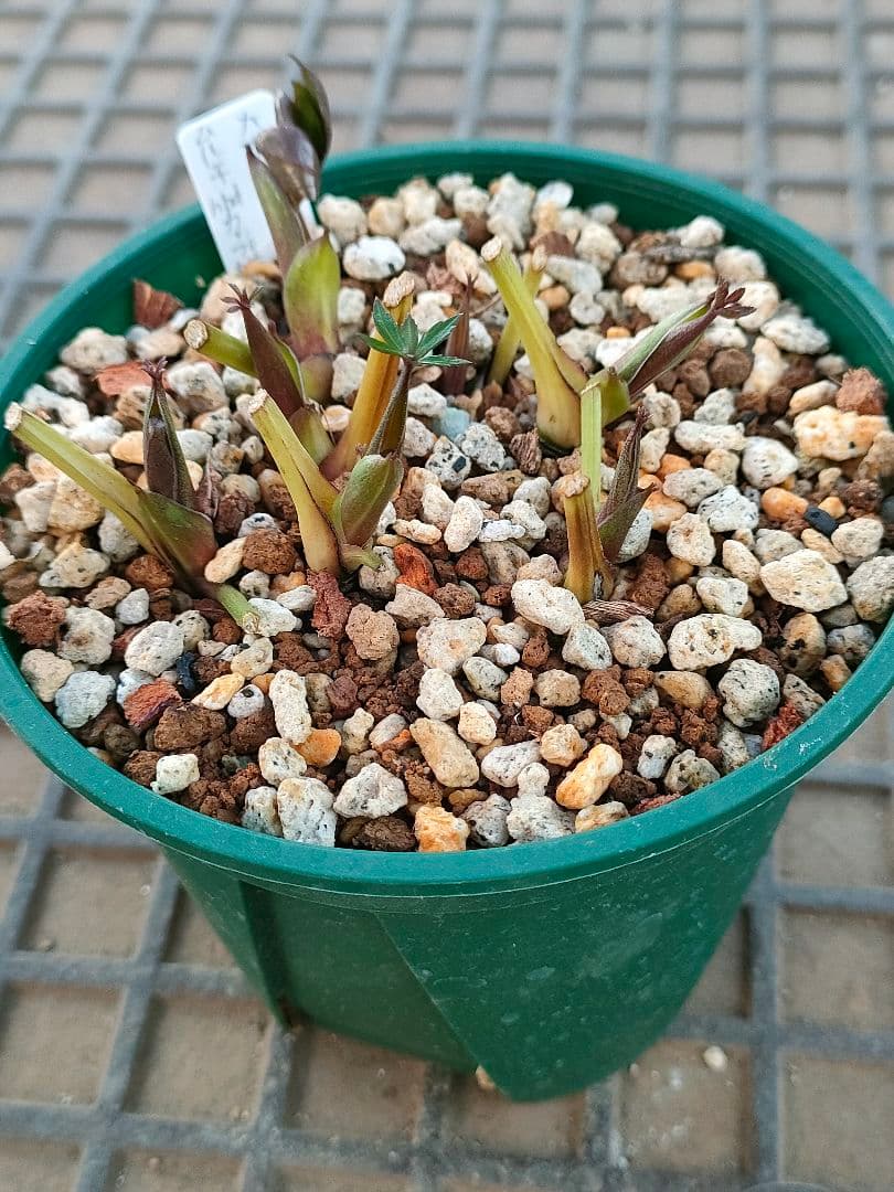 クリスマスローズ　苗