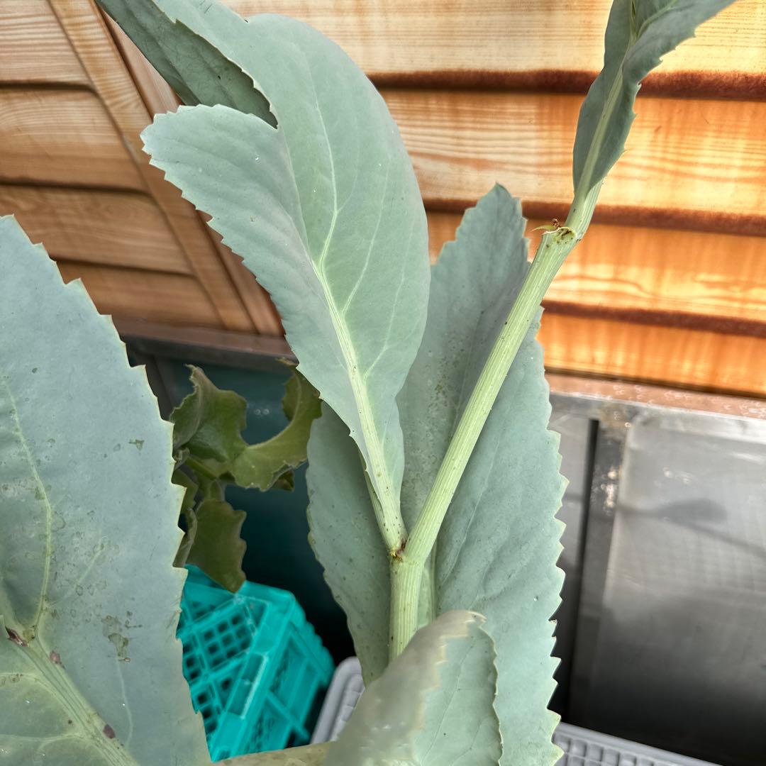 キフォステンマ　セイチアナ